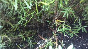 Check spelling or type a new query. Lavender Dying In Pot Walter Reeves The Georgia Gardener