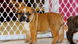English bulldog youthful puppies from little degree raisers are presumably going to cost some place in the scope of $1,500 and $4,000. Olde English Bulldog Puppies For Sale Georgia Puppies For Sale Local Breeders