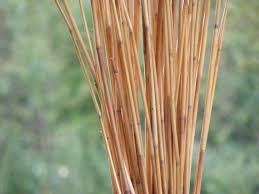 Reed Arrangement Real Dried For Weddings Centerpieces Crafts Home Decor 70 Reeds Home Crafts Art N Craft Arrangement