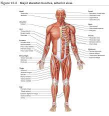Flexor carpi we already know means wrist bender and ulnaris refers to the position at the ulna bone. Solved 1 Location Of The Muscle The Names Of Some Muscl Chegg Com