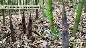 Image result for Justicia phyllostachys