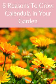 Pin On Best Gardening Tips