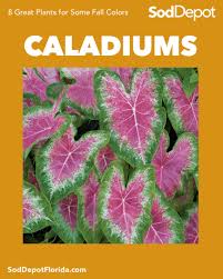 8 Plants for Fall Color in Florida %%sep%% Sod Depot
