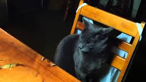 Cats shouldn't eat spicy food. Cats Don T Like Spicy Foods Earmuffs Potty Mouth Warning Youtube