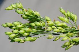 Image result for Panicum miliaceum