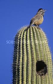 Although the cactus wren looks similar to other wrens in its genus, cactus wren identification is made easier since the habitat of campylorhynchus wrens does not overlap. Cactus Wren And Her Home Cactus Wren Cactus State Birds