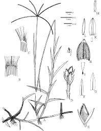 Image result for Cynodon nlemfuensis