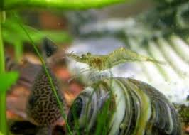 African Dwarf Frog Tank Mates Betta Fish Tank Mates Betta Fish Tank Betta