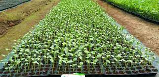 Maybe you would like to learn more about one of these? Watermelon Cultivation In India Beginner S Guide To Watermelon Farming