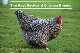 Maybe you would like to learn more about one of these? The Best Backyard Chicken Breeds Pethelpful