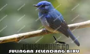 Tips membedakan decu kembang jantan dan betina mp3 duration 3:43 size 8.51 mb / rai raka channel 2. Jenis Burung Tledekan Lengkap Dengan Gambarnya Page 2 Of 2 Pinhome