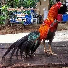 Logo ayam kalo bisa ayam broiler bukan ayam jago/jantan, warna logo biru,orange,kuning dengan text warna silver atau galvanis /3d. Ayam Bangkok Bagus Super Dan Berkelas Ayam Juara Bangkok Ayam Hewan