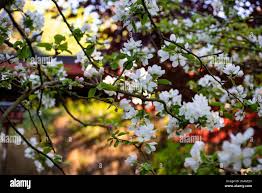 Image result for Alcea rosea `Appleblossom`