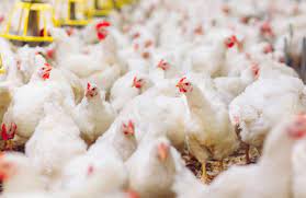 Maybe you would like to learn more about one of these? Cara Budidaya Ayam Broiler Organik Dan Kelebihannya