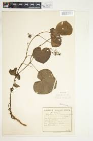 Image result for Stephania abyssinica