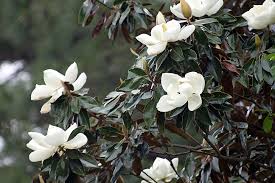They are beautiful, fragrant, and majestic. Magnolias And Mint Juleps Beautifulgardener