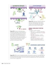 Image result for Complement Pathway