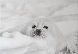 Baby Seal By Momojj On Deviantart