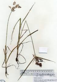 Image result for Cyperus sp.no.7