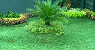 Untuk pupuk urea terutama rumput sebaiknya setelah ditabur pupuk urea sebaiknya langsung di siram agar pupuk tidak tersisa di daun rumput,karena bila tersisa di daun rumput,rumput akan kuning/gosong. Begini Manfaat Pupuk Npk Untuk Rumput Gajah Mini Ciriciripohon Com