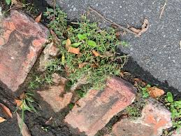 Image result for Oldenlandia capensis