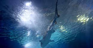 Use this $15 off amazon promo code on your prime order. Cruise Ship Passengers Spot Giant Shark And It S Seriously Terrifying