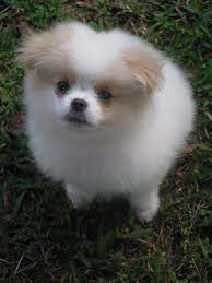 Yuki The Chineranian Pomeranian Mix Cute Pomeranian Pomeranian Dog