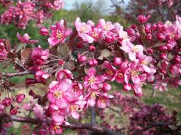 Finally, super showy maroon fruits develop and hang for fall and winter interest. Malus Crabapple Handy Andy S Nursery