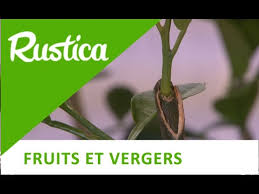 Conseils Pour Greffer Les Agrumes Youtube