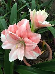 Pink Glory Https Www Facebook Com Photo Php Fbid 1687037814897968 Set Pcb 1704632513082933 Type 3 Theat Amaryllis Flowers Beautiful Flowers Amaryllis Bulbs