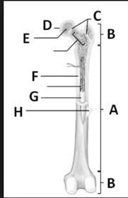 We did not find results for: Long Bone Labeling Diagram Quizlet