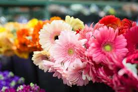 Where can i buy fresh flowers in bulk. Wholesale Wedding Flowers Arizona Flower Market Bulk Wedding Flowers Wholesale Flowers Wholesale Flowers Wedding
