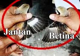 Perbedaan jantan/betina burung decu kembang / perbedaan jantan/betina burung decu kembang / burung falk. Decu Kembang Jantan Perbedaan Jantan Betina Burung Decu Kembang Gambar Ciu Besar Decu Kembang Jantan Dan Betina Decu Jantan Decu Betina Tledekan Jantan Dan Burung Decu Kembang Little Pied Flycatcher Is A