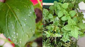 Those white spots on the plant leaves are fungal structures and spores that thrive in the warming temperatures and rains of spring. White Spots On Mint Leaves Causes And Treatment Garden For Indoor