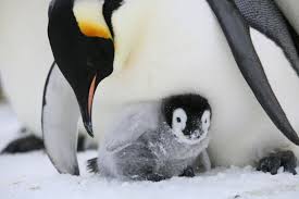 Emperor penguins are the largest of all penguin species with an average weight of around 30kg (66lb) but can be up to 40kg (88lb) and a. Facts About Emperor Penguins