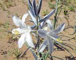 Image result for Lobelia wollastonii