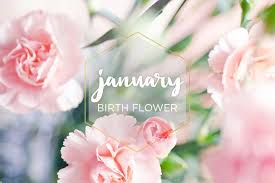 Birth Flowers For Each Month Of The Year January Birth Flower Carnation Ftd Com January Birth Flowers Birth Flowers Birth Month Flowers