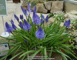 Image result for Merwilla lazulina