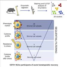 When testing no longer identifies any abnormal cells in the blood or bone marrow, doctors will describe a person as. Stress Induced Changes In Bone Marrow Stromal Cell Populations Revealed Through Single Cell Protein Expression Mapping Sciencedirect