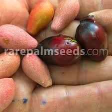 Image result for Maesopsis eminii