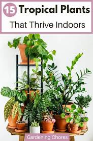 The bird of paradise is a species of flowering plant indigenous to south africa. 15 Gorgeous Tropical Plants That Thrive Indoors Gardening Chores