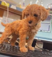 We did not find results for: Payment Options Ames Pet Hospital