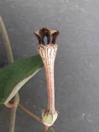 Image result for Ceropegia rendallii