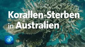 Reef restoration foundation coral nurseries great barrier reef is a not for profit social enterprise that is establishing a series of offshore coral nurseries throughout the great barrier reef to accelerate the recovery of damaged high value reefs and strengthen resilience to future bleaching events. Great Barrier Reef Korallen Sterben In Australien Youtube
