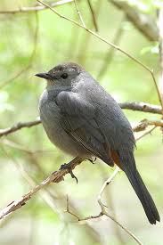 Birds That Start With J Gray Catbird Dumetella Carolinensis New Haven Connecticut Catbird Blue Bird Connecticut