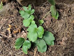 Image result for Ranunculus hispidus