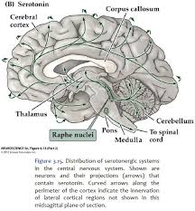 These are divided according to what kind of structures they are. Duke Neurosciences Lab 3 Cranial Nerve And Neuromodulatory Nuclei Of The Brainstem