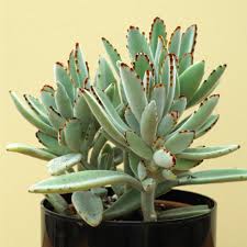 Later, watanabe insisted on buying it from n. Best Succulents To Grow Indoors Better Homes Gardens