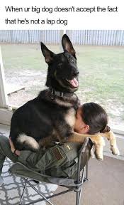 16 Wholesome Memes To Start The Week Off Right Funny Animal Pictures Funny Animals Cute Funny Animals