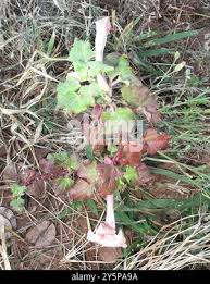 Image result for Holubia